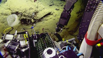 Media type: image;   Invertebrate Zoology 153111 Description: live specimen;